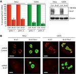 Ki-67 Antibody in Immunocytochemistry (ICC/IF)