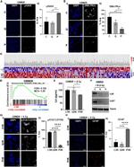 DNA-PK Antibody in Immunocytochemistry (ICC/IF)