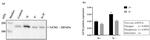 GCN2 Antibody in Western Blot (WB)