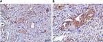 Cathepsin G Antibody in Immunohistochemistry (Paraffin) (IHC (P))