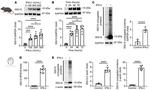 ISG15 Antibody in Western Blot (WB)