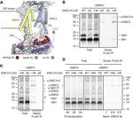 TM111 Antibody in Immunoprecipitation (IP)