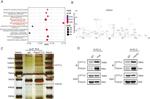 SYTL2 Antibody in Western Blot (WB)