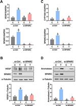 VEGF Antibody in Western Blot (WB)