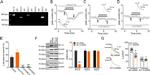 KV4.3 (KCND3) Antibody in Western Blot (WB)