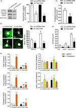 HMGCR Antibody in Immunocytochemistry (ICC/IF)