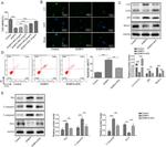 Bcl-2 Antibody in Western Blot (WB)