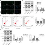 Bcl-2 Antibody in Western Blot (WB)