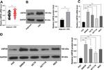 USP29 Antibody in Western Blot (WB)