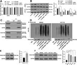 USP29 Antibody in Western Blot (WB)