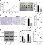 USP29 Antibody in Western Blot (WB)