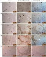 HNF4A Antibody in Immunohistochemistry (IHC)