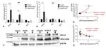 ABCA4 Antibody in Western Blot (WB)