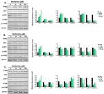 mTOR Antibody in Western Blot (WB)