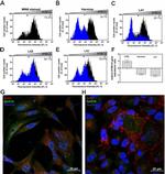 DYRK1A Antibody in Flow Cytometry (Flow)