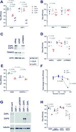 ZC3HAV1 Antibody in Western Blot (WB)