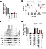 ZC3HAV1 Antibody in Western Blot (WB)