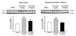 GLAST Antibody in Western Blot (WB)