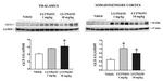 GLAST Antibody in Western Blot (WB)