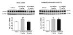 GLAST Antibody in Western Blot (WB)