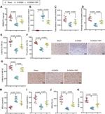 NMNAT2 Antibody in Immunohistochemistry (IHC)