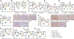 NMNAT2 Antibody in Immunohistochemistry (IHC)