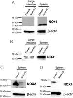 NOX4 Antibody in Western Blot (WB)