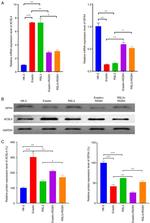 ACSL4 Antibody in Western Blot (WB)