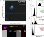 AKAP4 Antibody in Flow Cytometry (Flow)