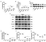 RIP3 Antibody in Western Blot (WB)