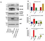 Phospho-AKT1 (Ser473) Antibody in Western Blot (WB)