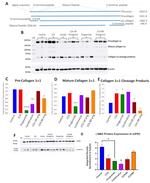 beta Actin Antibody in Western Blot (WB)