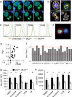 CD98 Antibody in Flow Cytometry (Flow)