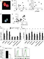 CD8a Antibody in Immunocytochemistry, Flow Cytometry (ICC/IF, Flow)