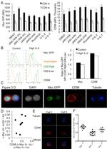 CD8a Antibody in Immunocytochemistry, Flow Cytometry (ICC/IF, Flow)