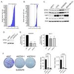 MST2 Antibody in Western Blot (WB)