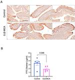 ZO-1 Antibody in Immunohistochemistry (Paraffin) (IHC (P))