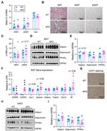 Adiponectin Antibody in Mass Spectrometry (MS)