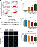 Bcl-2 Antibody in Western Blot (WB)