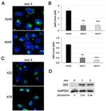 Phospho-Tau (Thr205) Antibody in Western Blot (WB)