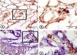 GFAP Antibody in Immunohistochemistry (Paraffin) (IHC (P))