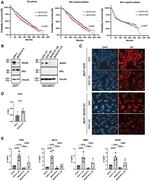 Estrogen Receptor alpha Antibody in Immunocytochemistry (ICC/IF)