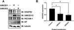 UBE2D1 Antibody in Western Blot (WB)