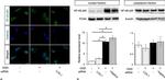 NFkB p65 Antibody in Western Blot (WB)