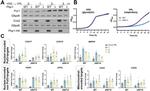 Porin Antibody in Western Blot (WB)