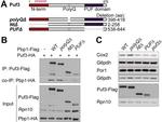 Porin Antibody in Western Blot (WB)