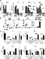 IL-10 Antibody in Flow Cytometry (Flow)