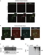 Tau (Cleaved Asp421, Asp422) Antibody in Western Blot (WB)