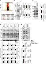 JNK1/JNK2 Antibody in Western Blot (WB)