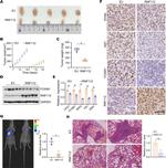 ZNF179 Antibody in Immunohistochemistry (Paraffin) (IHC (P))